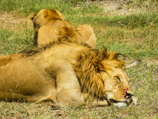 Injured Lion with Lioness in Serengeti, Tanzania