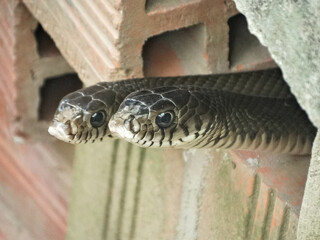 Two Small Rat Snakes Peeking Out from Hole
