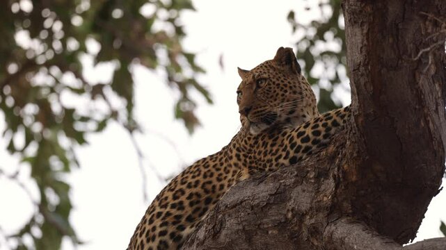  a leopard resting in a big tree