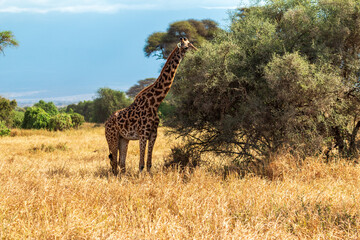 Giraffe Feeding on Bush in Amboseli National Park, Kenya – Close-Up of African Wildlife in Natural Habitat