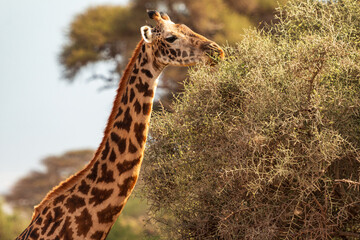 Giraffe Feeding on Bush in Amboseli National Park, Kenya – Close-Up of African Wildlife in Natural Habitat
