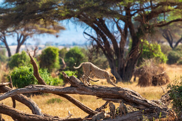 Cheetah Standing on Fallen Tree in Amboseli National Park, Kenya – Wildlife Photography in African Savanna Landscape