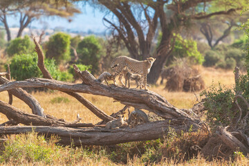 Fototapete bei efototapeten.de bestellen   