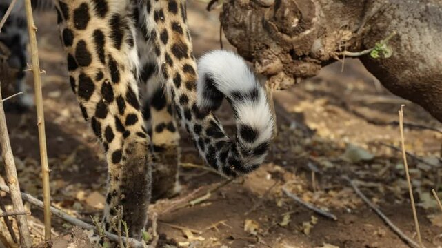  a leopard tail close-up