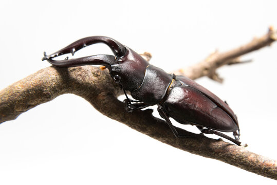 Hexarthrius mandibularis, stag beetle, on dry branch, isolated on white background