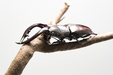 Hexarthrius mandibularis, stag beetle, on dry branch, isolated on white background