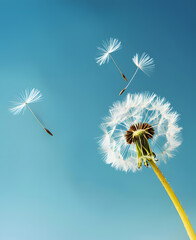 Dandelion blowing in the wind close up with blue sky background