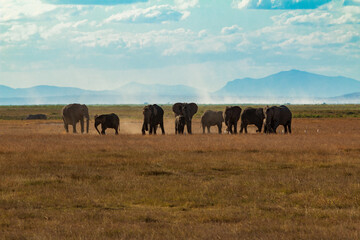 Herd of Elephants Grazing in the Open Plains of Amboseli National Park, Kenya – Majestic African Wildlife with Mountain Backdrop © Alexander Glenn