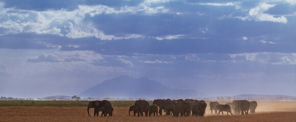 Herd of Elephants Walking Through Dusty Savanna in Amboseli National Park, Kenya – African Wildlife with Distant Mountains