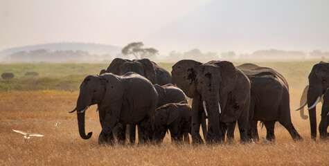 Herd of Elephants Walking Across the Savanna with Birds in Amboseli National Park, Kenya – African Wildlife in Dusty Plains
