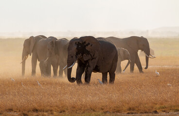 Herd of Elephants Walking Across Dusty Plains in Amboseli National Park, Kenya – African Wildlife in Natural Habitat