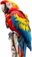 Obraz premium magnificent realistic Scarlet Macaw on white background