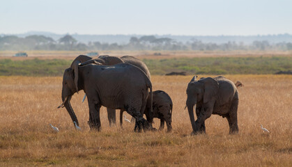Herd of Elephants with Calves and White Egrets in Amboseli National Park, Kenya – African Wildlife on the Open Plains