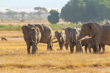 Herd of Elephants with Calves and White Egrets in Amboseli National Park, Kenya – African Wildlife in Natural Habitat