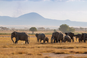 Herd of Elephants in the Open Plains of Amboseli National Park, Kenya with Distant Mountains – African Wildlife in Natural Habitat