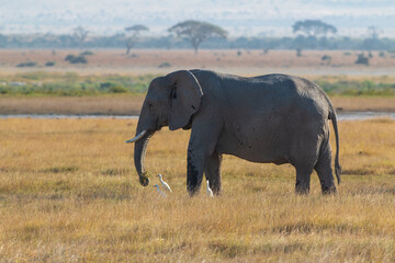 Solitary Elephant with White Egrets in the Grasslands of Amboseli National Park, Kenya – African Wildlife in Natural Habitat