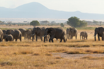 Herd of Elephants in the Open Plains of Amboseli National Park, Kenya with Distant Mountains – African Wildlife in Natural Habitat