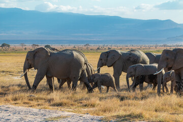 Herd of Elephants in the Open Plains of Amboseli National Park, Kenya with Distant Mountains – African Wildlife in Natural Habitat