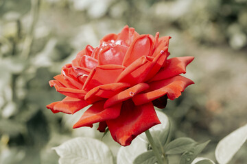 A red flower on a blurred background
