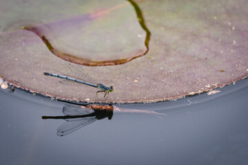 damselfly on a lily pad