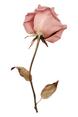 PNG Real Pressed pink rose flower petal plant.