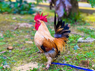 A vibrant rooster with a red comb stands on grass, showcasing its colorful plumage and stature.