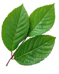 Obraz premium A leaf, isolate on transparent background