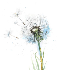 watercolor illustration of dandelions fluttering in the wind close up on a white background
