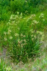 Anigozanthos plant, commonly known as kangaroo paw, is surrounded by dry, sandy terrain and low shrubbery. The plant's vibrant green foliage contrasts with the rugged, arid landscape.