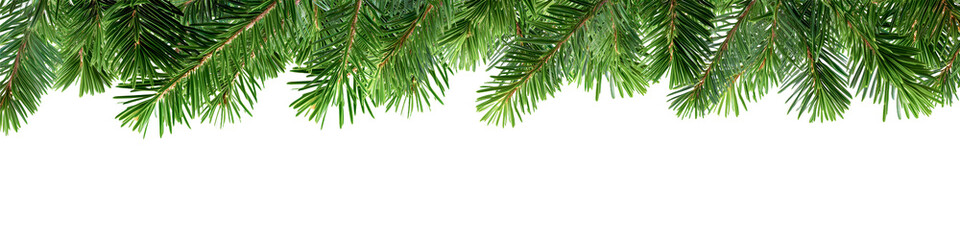 christmas tree branches isolated