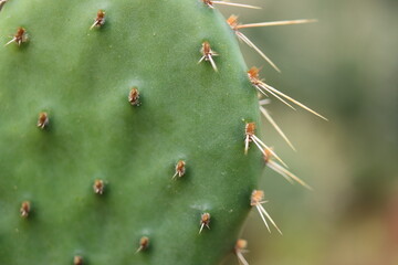 kaktus opuncja opuntia tortispina