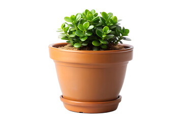 Fototapeta premium Potted plant with green foliage in terracotta pot isolated on transparent background