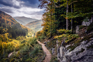 Todtnauberg Wald mit Weg im Schwarzwald im Herbst