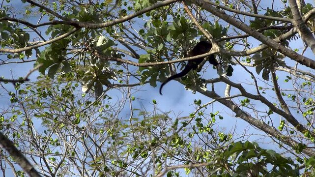 A Howler monkey on a branch in the jungle with his tail hanging down