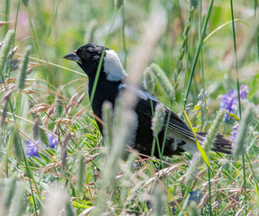 Bobolink in Daniel Webster Wildlife Sanctuary, Marshfield, Massachusetts 