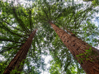 The majestic sequoia against the blue sky, personifying the power of nature and longevity, gives a...