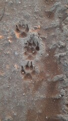 pegadas de felino na terra seca 