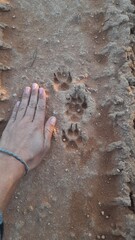 pegadas de felino na terra seca 