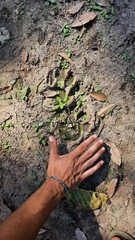 mão humana ao lado de pegadas de onça no pantanal em mato grosso 