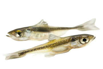 Two transparent fish specimens featuring distinct anatomical details resting on a neutral background in a laboratory setting on transparent background