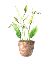 Tropic home plant potted. Watercolor leaves, buds, flowers, creeper in pot. White Anthurium flowers, exotic curly houseplants. Watercolor hand drawn clipart illustration Isolated from background 