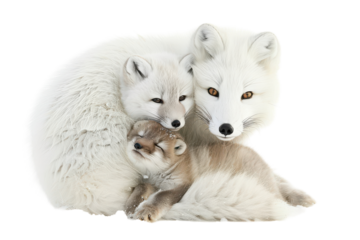 A family of Arctic foxes cuddles together on a snowy landscape during winter, showcasing their soft fur and playful demeanor on transparent background