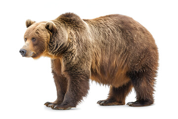 Obraz premium Brown bear in studio on a white background ,A large brown bear stands on a white background
