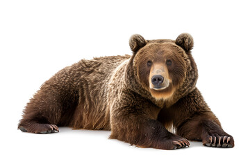 Obraz premium Brown bear in studio on a white background ,A large brown bear stands on a white background
