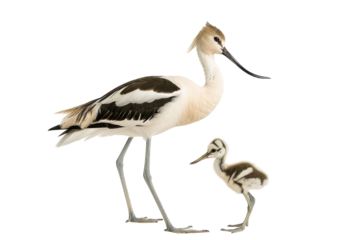 A graceful adult and chick avocet stand together against a bright background in a serene setting, showcasing the beauty of nature on transparent background