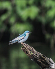 passeio para avistamento de aves na amazônia