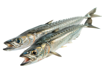 Fresh mackerel fish lined up, showcasing iridescent scales, in a bright studio setting, ready for cooking or presentation on transparent background