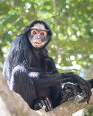 macaco aranha em arvore na amazônia