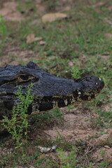 jacaré do pantanal em barão de melgaço