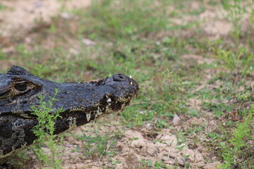 jacaré do pantanal em barão de melgaço